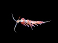   sea rabbit Olympus EM1 MarkII 60mm Nauticam housing  